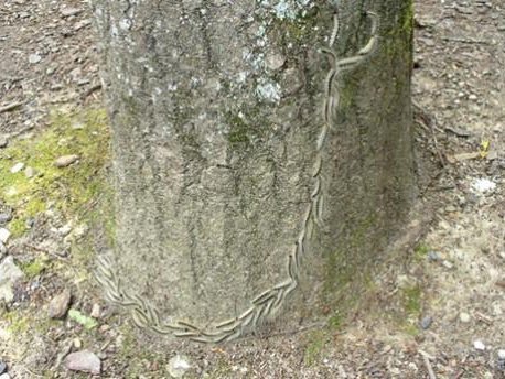 Eichenprozessionsspinner um einen Baumstamm